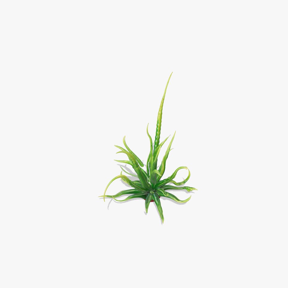 Aloe Vera Plant Model Pack for D Visualization